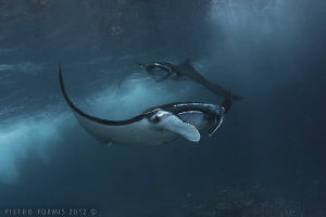 Manta rays in nusa penida by Pietro Formis 